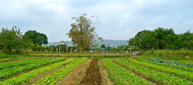 สวนลุงไกร